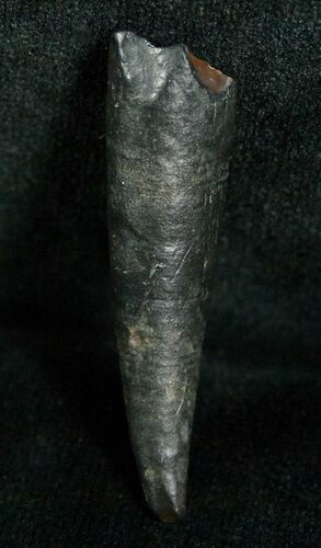 Miocene Aged Fossil Whale Tooth - #5665